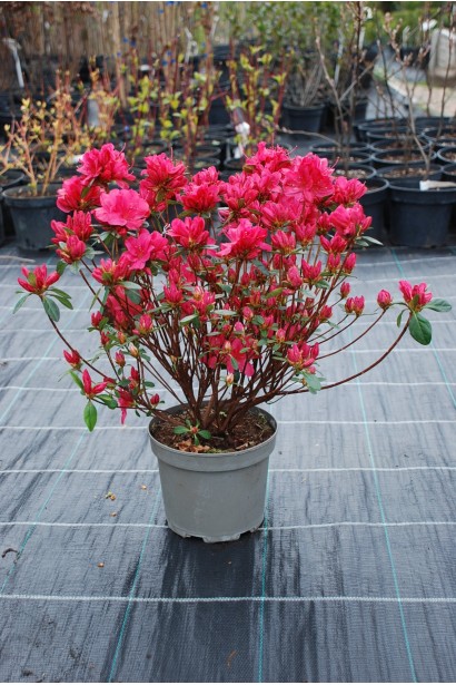 Рододендрон Мадам Галле / Азалія  - 2-5л/вис.30-40см/Ø20-30см